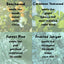 four different types of trees with names